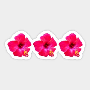 Three Red Hibiscus Floral Beach Vibe Sticker